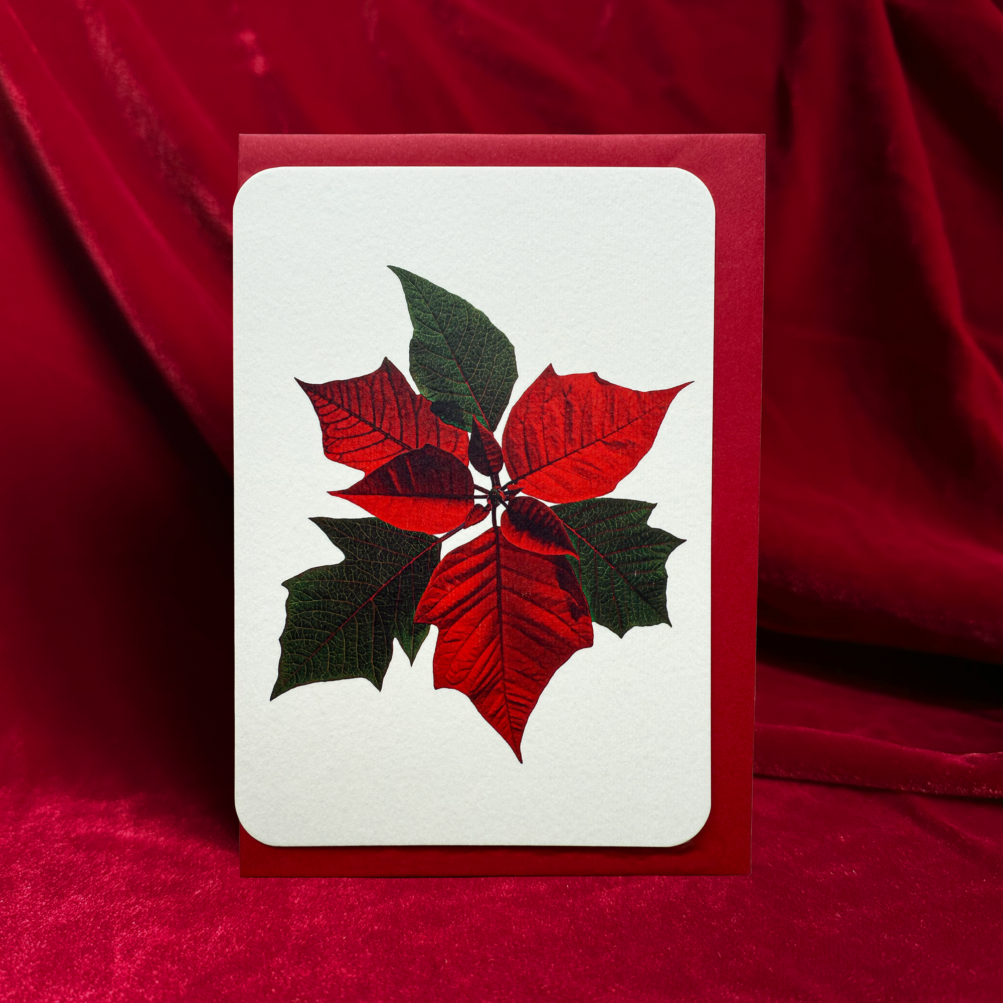 Canonbury_Press_Poinsettia_card