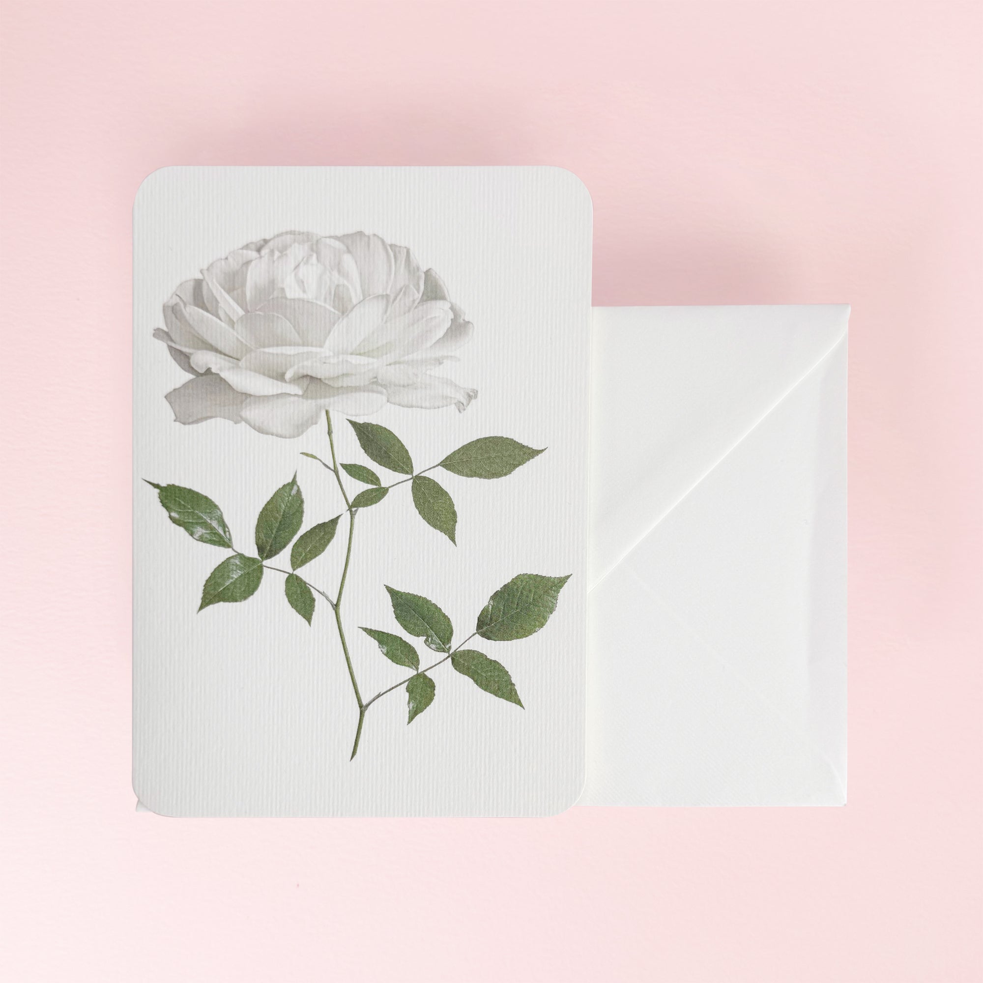 Canonbury_Press_white_rose_card_envelope