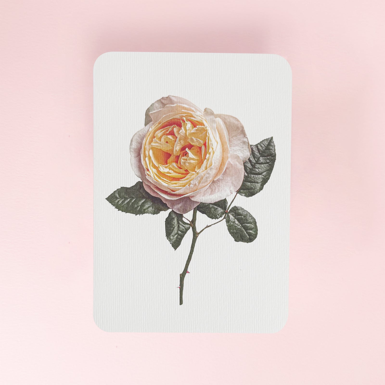 Canonbury_Press_blush_flower_card