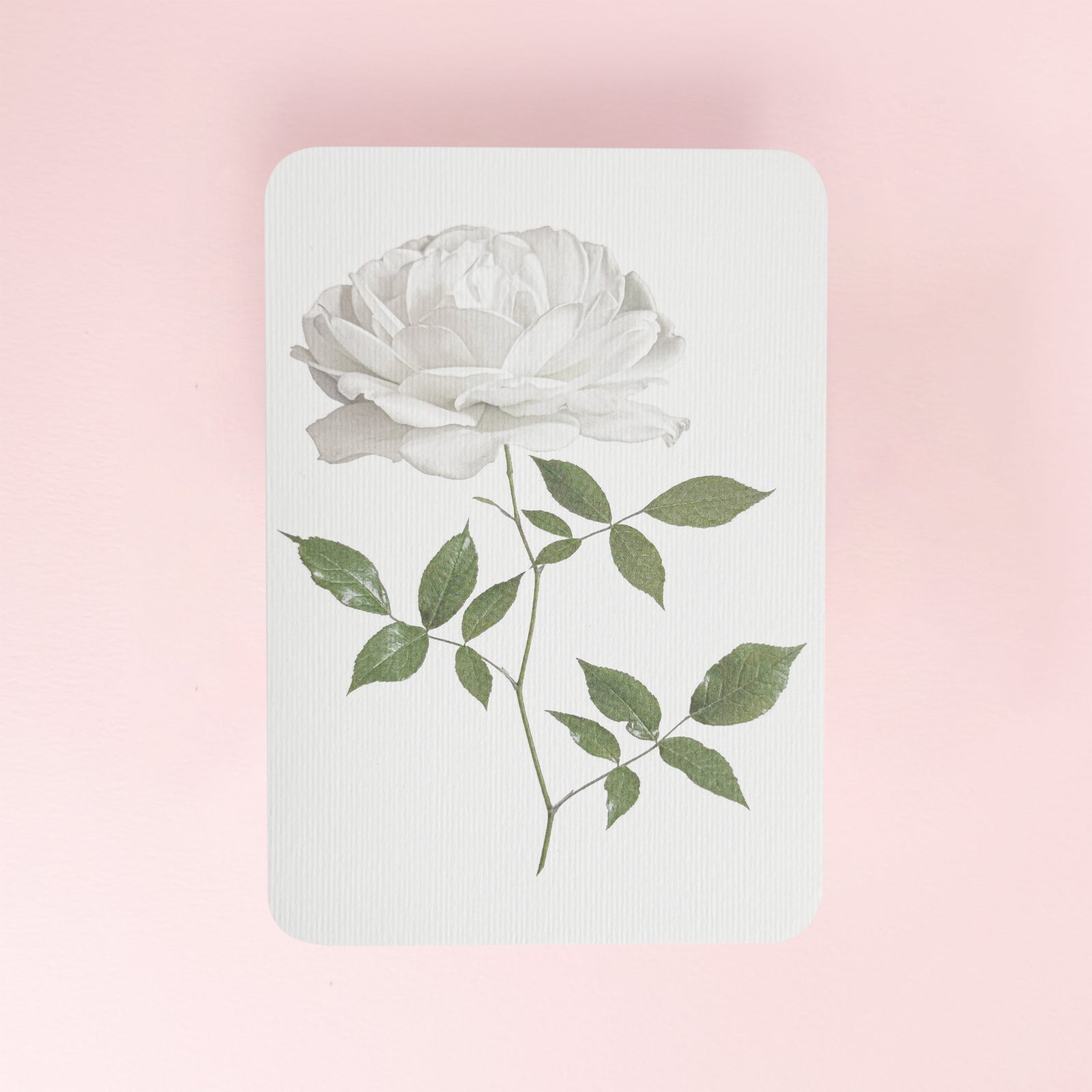 Canonbury_Press_white_rose_card