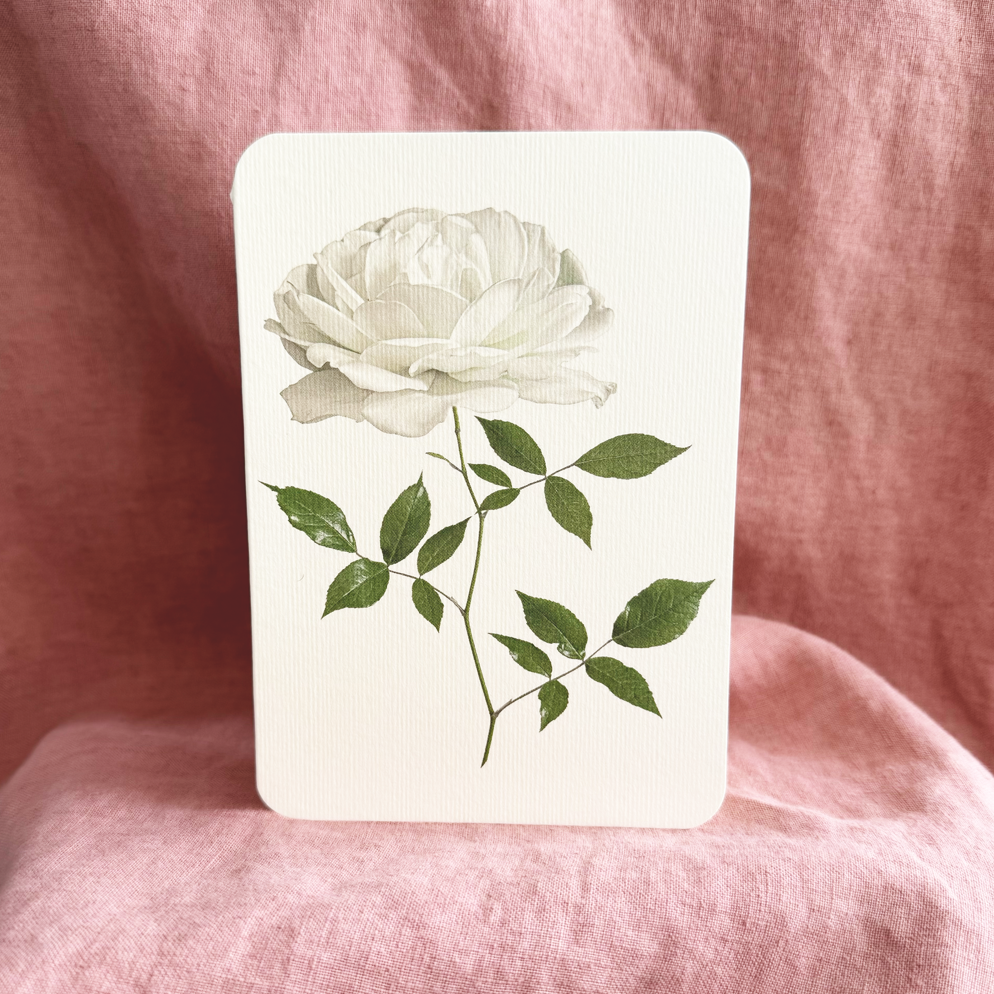 white_rose_greetings_card