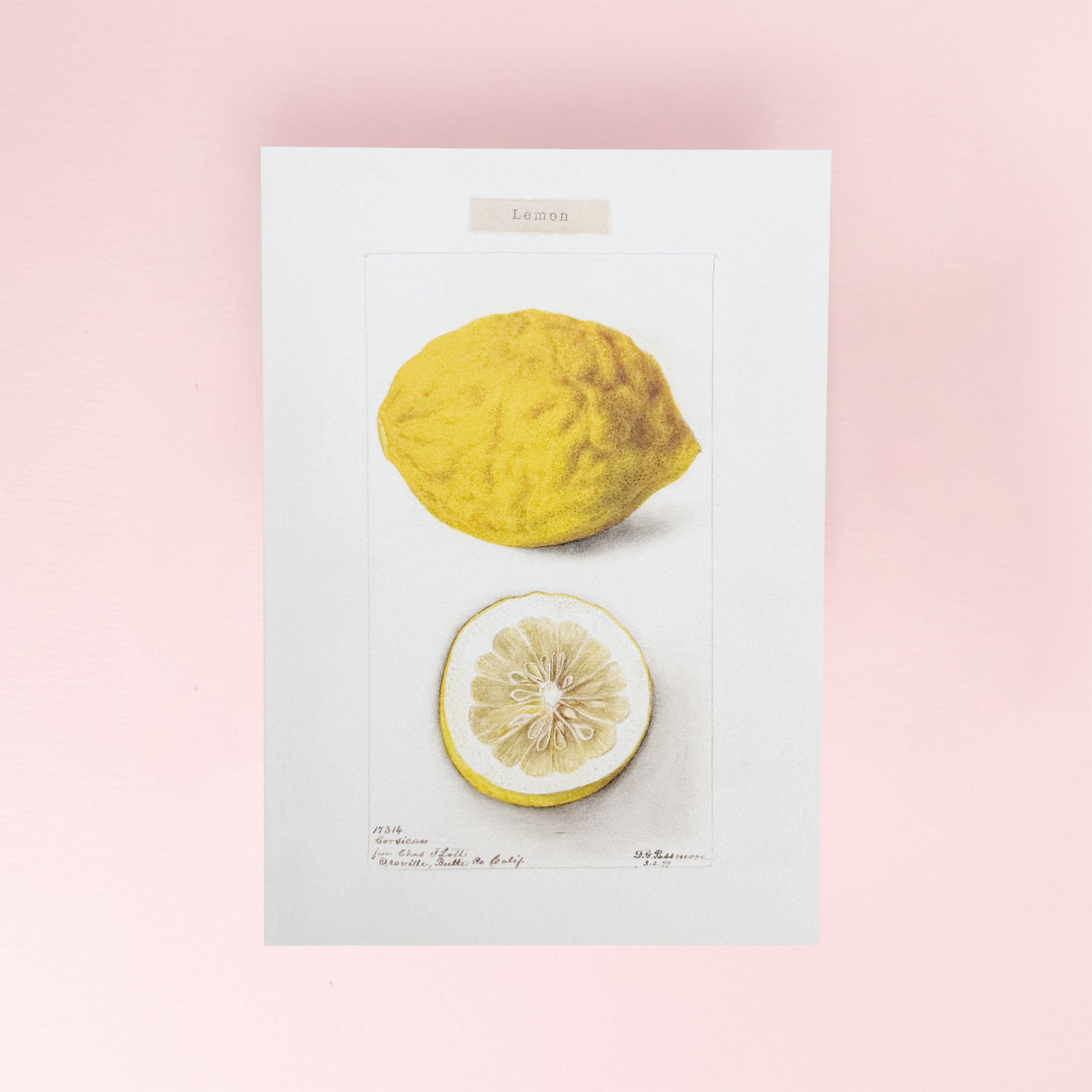 Lemon Card by The Pattern Book